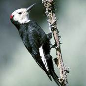 White-headed Woodpecker